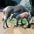��Q�´��� Equus grevyi
