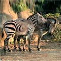 ���S�Ҥs���� Equus zebra hartmannae