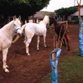 �L�a�������M�W�Ҥ��j�A���³����p�B��Ŧ�ѥ��C���s�[�����x����