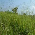 大黍的植株。(攝影:蔡智豪)