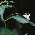 紫花鳳仙花的距短而彎曲,會是什麼昆蟲來吸花蜜?