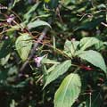 距直囊短的棣慕華鳳仙花又會吸引什麼昆蟲來吸花蜜?