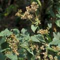 ���G�����A���]Mikania cordata�^