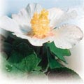 ��3.��ܻT������p���C