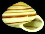 �ߧe�u�k�ۡv�����U����