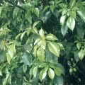 ���ι����ͪ�����𴿸g�M���ڤ۴���C