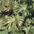 ������